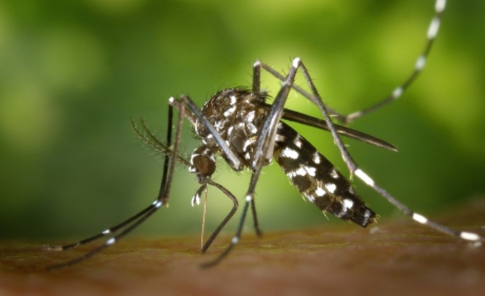 Mosquito tigre