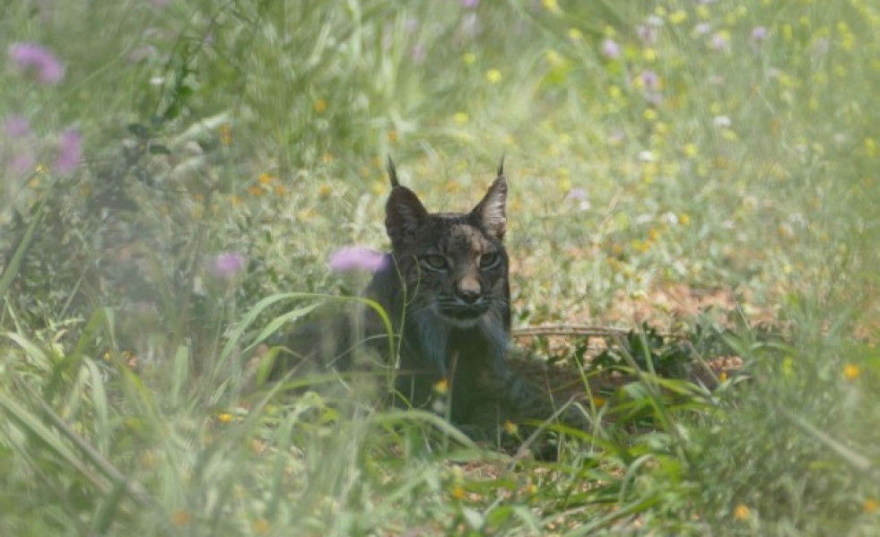 Lince ibrico barcelona 01062018