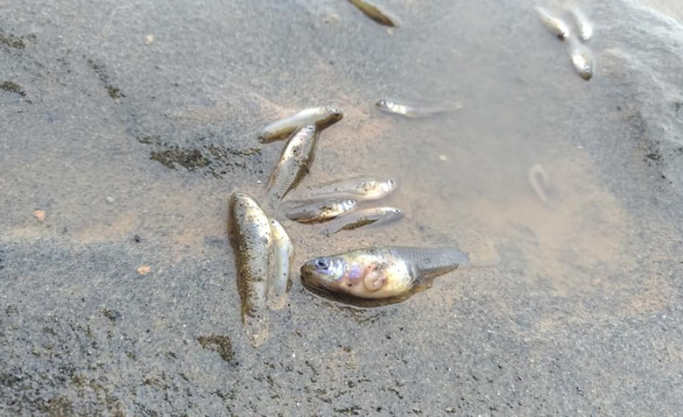 Pedes muertos riera canyars  gava