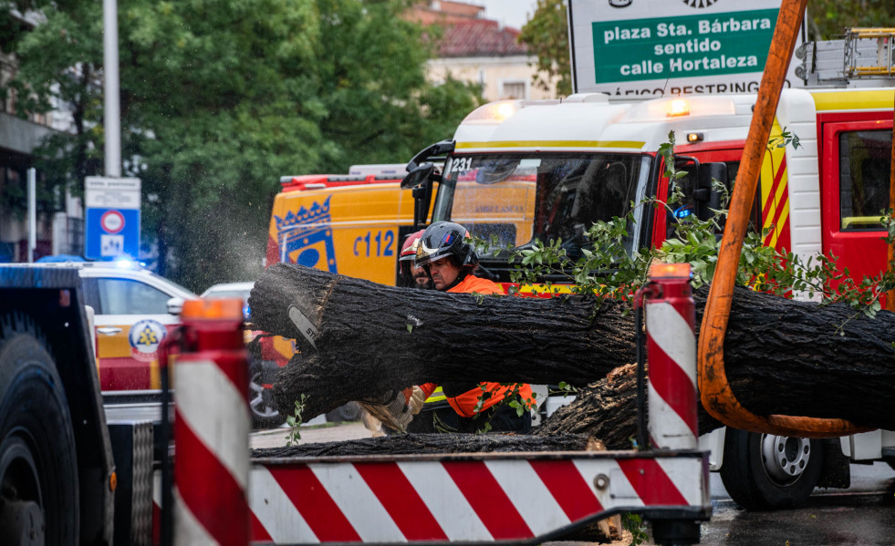 Bomberos desalojan el árbol que ha caído sobre un paso de peatones por la borrasca ‘Ciarán’, a 2 de noviembre de 2023, en Madrid (España) y ha causado la muerte de una mujer de 23 años