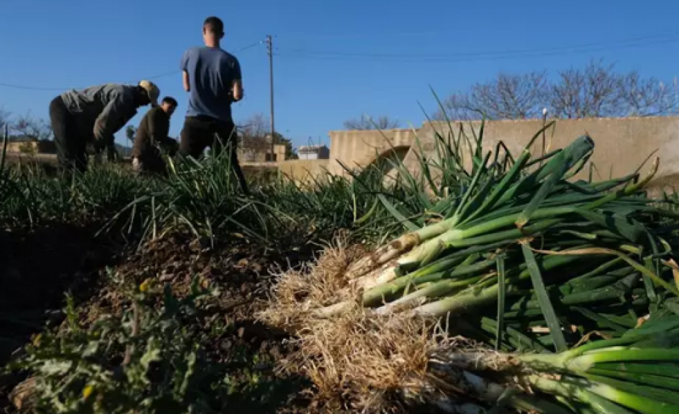 Calçot