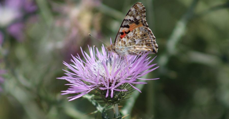 Papallona en flor lila