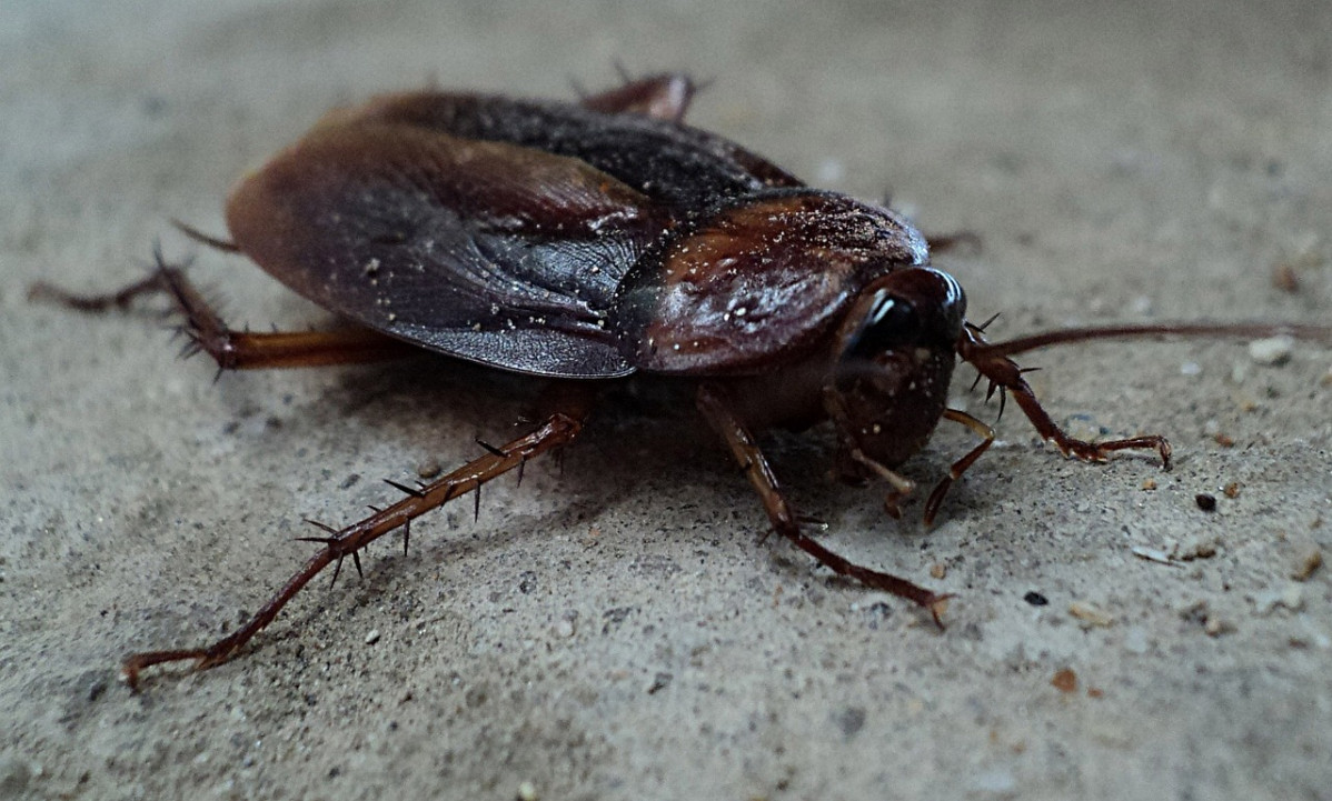 Cockroach 70295 1280