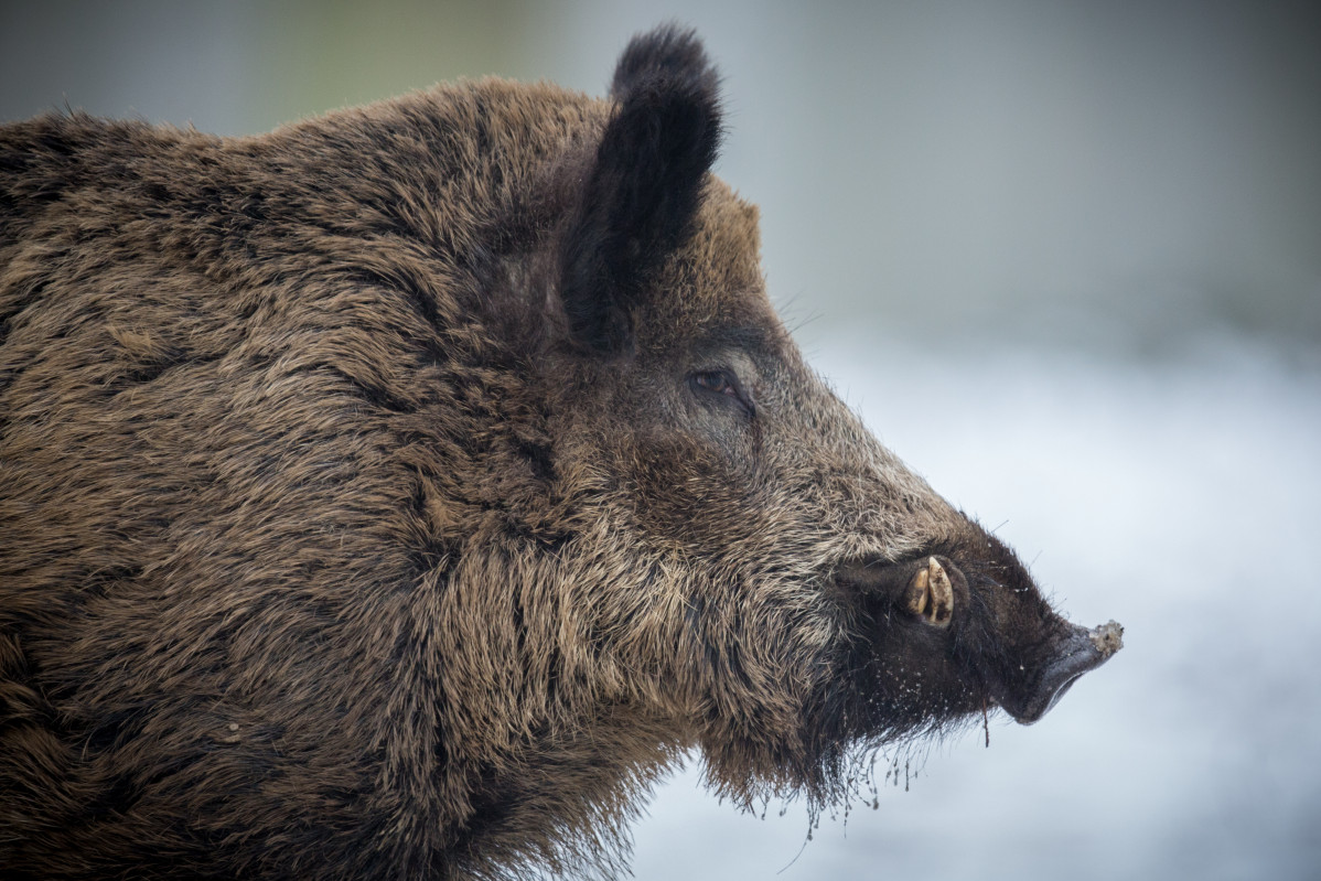 Wild boar nature habitat dangerous animal forest czech republic nature sus scrofa