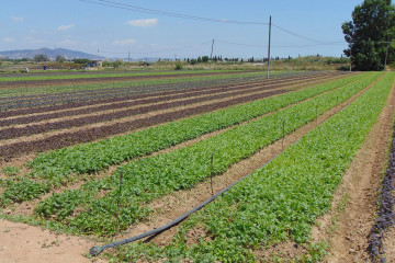 Archivo - Uno de los campos del Parc Agrari del Baix Llobregat (Barcelona).