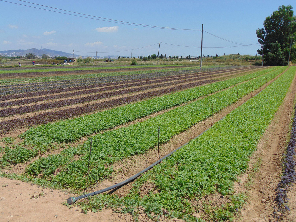 Archivo - Uno de los campos del Parc Agrari del Baix Llobregat (Barcelona).