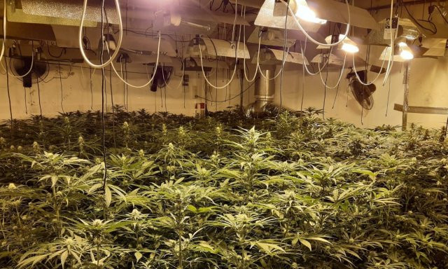 Plantacion indoor de marihuana en fraude electrico 1 640x384