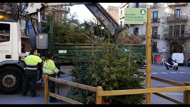 Catalunyapress recogida arboles navidad