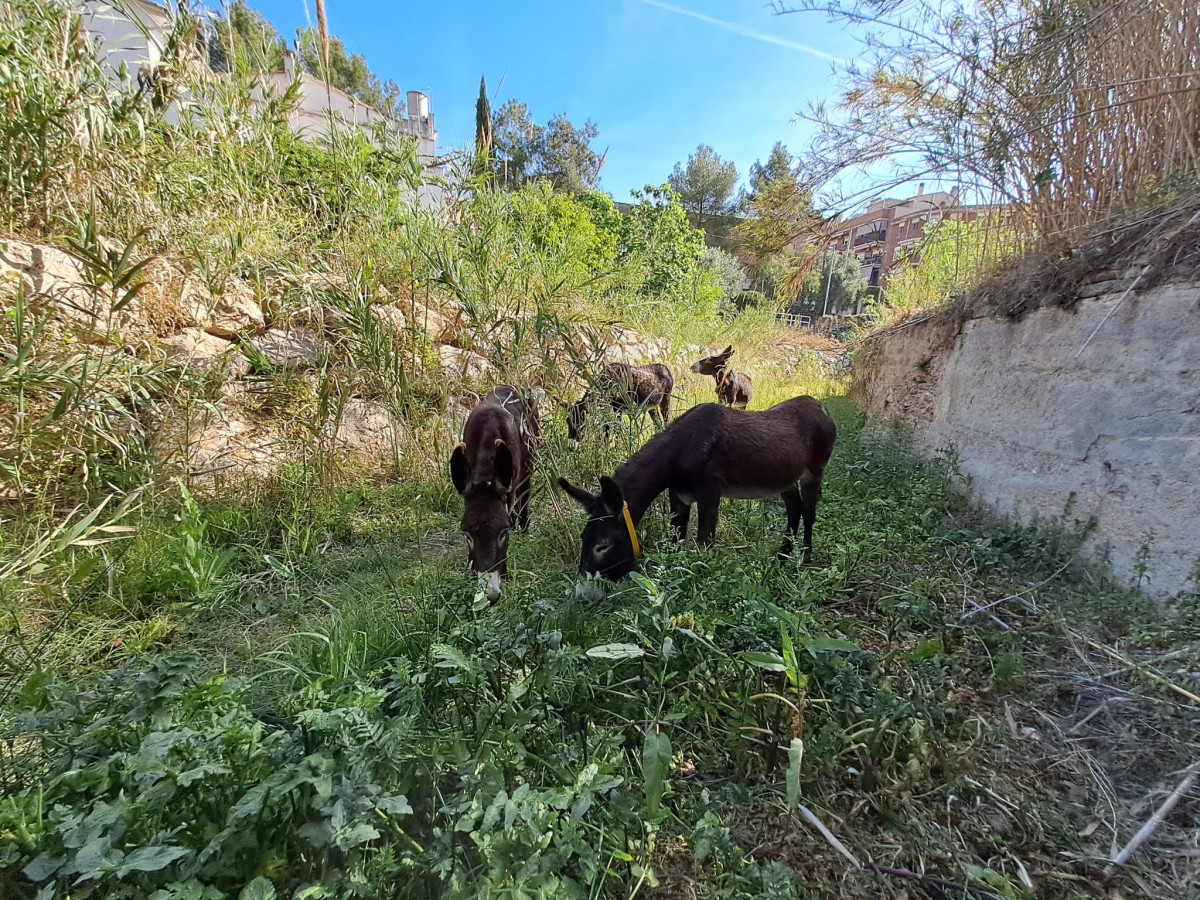 Burros menjant riera 1