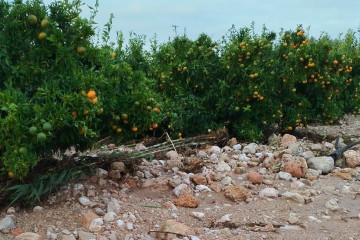 Archivo - Campo de cítricos afectado por la DANA.