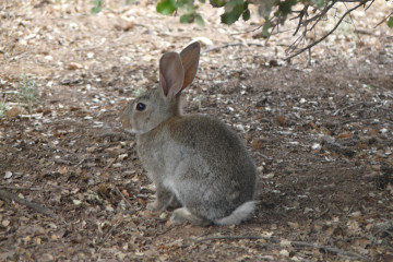 Archivo - Conejo