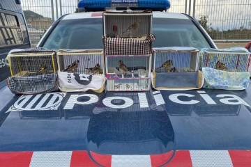 Comissem 8 ocells fringíl·lids en un dispositiu conjunt amb la Guàrdia Urbana de Cornellà @aj.cornella Dues denúncies per tinença il·lícita, una per abandonament i una denúncia penal per falt