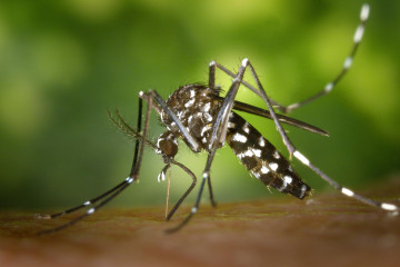 Tiger mosquito mosquito asian tigermucke sting 86722